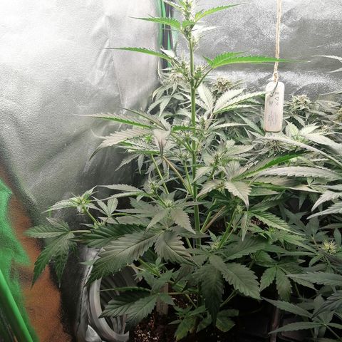 Anna growlog timeline photo