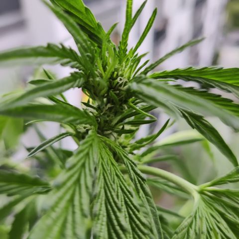 Anna growlog timeline photo