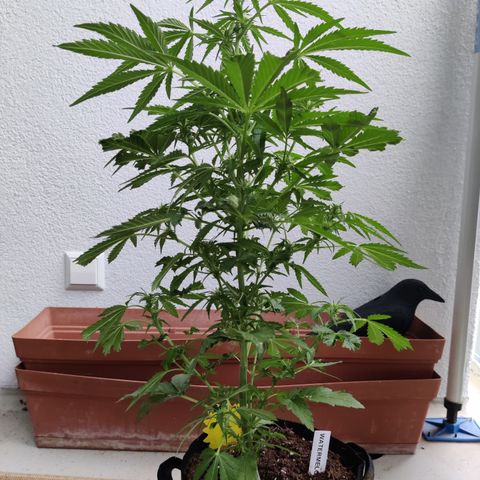 Waltraud growlog timeline photo