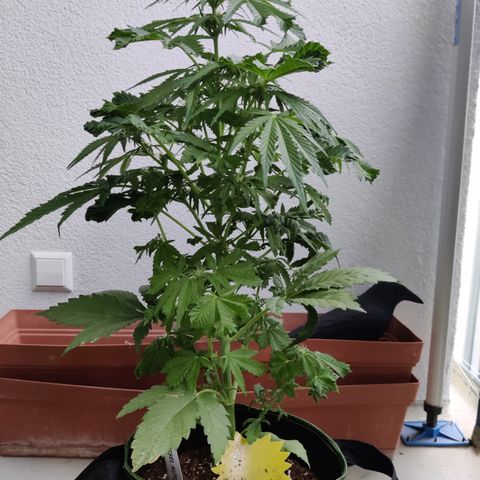 Jule growlog timeline photo