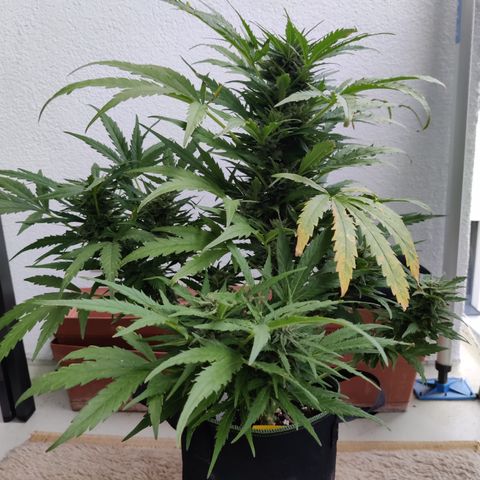 Ida growlog timeline photo