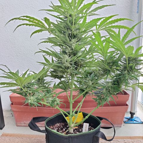 Ida growlog timeline photo