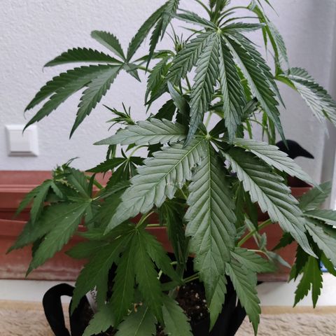 Anna growlog timeline photo