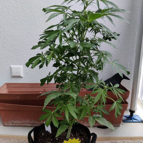 Waltraud growlog timeline photo