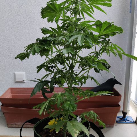 Jule growlog timeline photo
