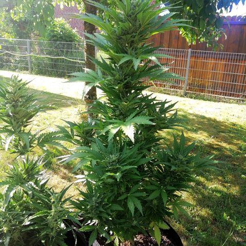 Susanne growlog timeline photo