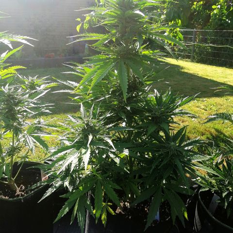 Bärbel growlog timeline photo