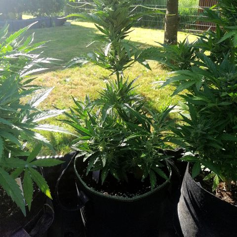 Julia growlog timeline photo