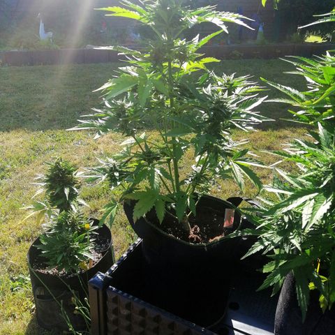 Elli growlog timeline photo