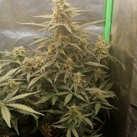 Elli growlog timeline photo