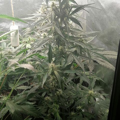 Ute growlog timeline photo