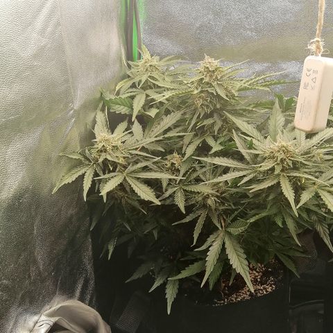Cinderella growlog timeline photo