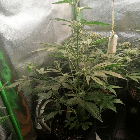 Anna growlog timeline photo