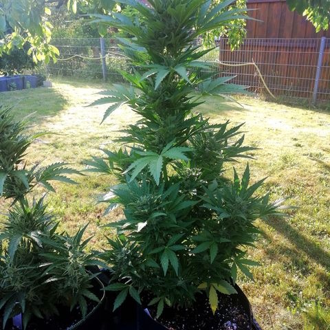 Susanne growlog timeline photo