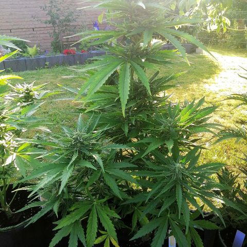 Bärbel growlog timeline photo
