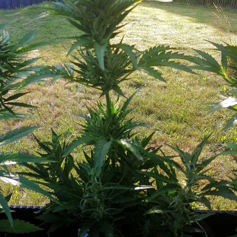 Julia growlog timeline photo