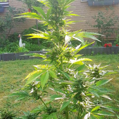 Elli growlog timeline photo