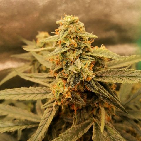 Elli growlog timeline photo