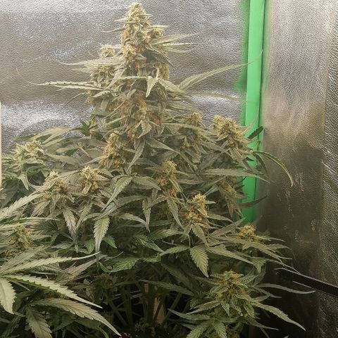 Elli growlog timeline photo