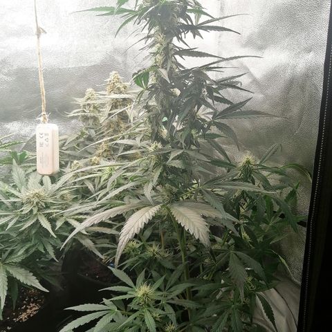 Ute growlog timeline photo