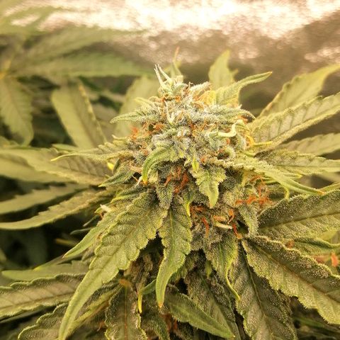Cinderella growlog timeline photo