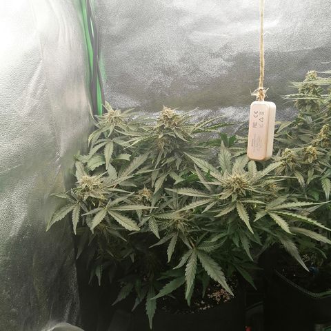 Cinderella growlog timeline photo
