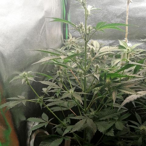 Anna growlog timeline photo