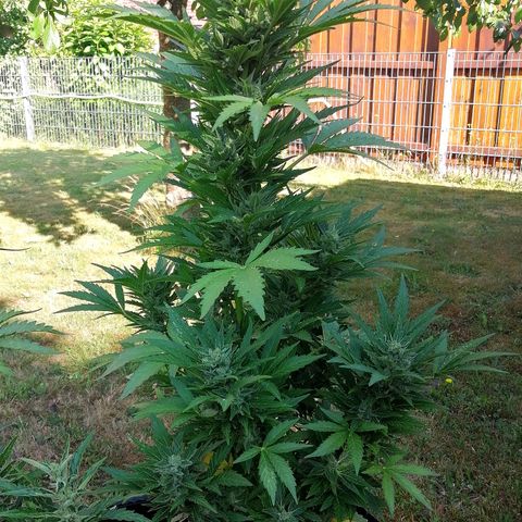 Susanne growlog timeline photo