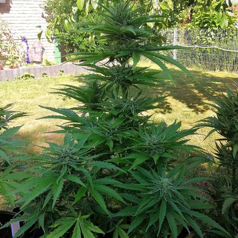 Bärbel growlog timeline photo