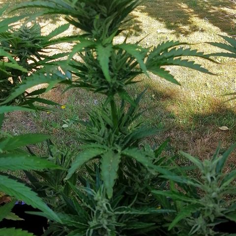 Julia growlog timeline photo