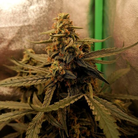 Elli growlog timeline photo