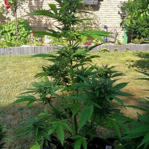 Elli growlog timeline photo
