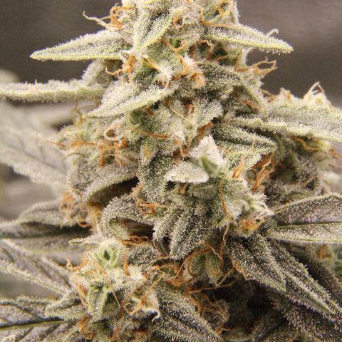 Elli growlog timeline photo