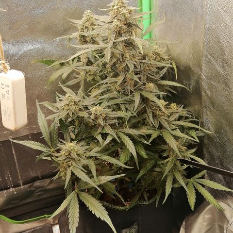 Elli growlog timeline photo