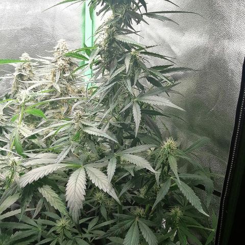 Ute growlog timeline photo