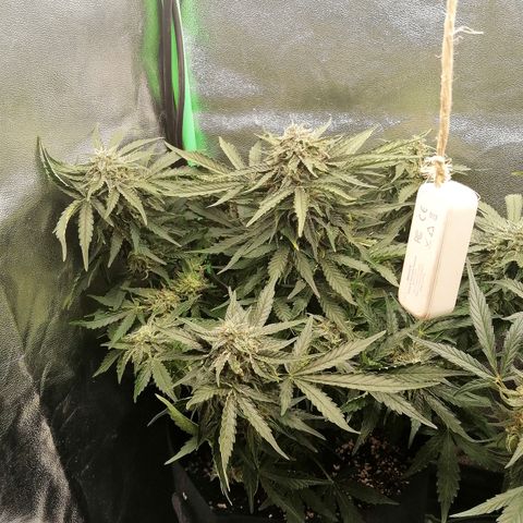 Cinderella growlog timeline photo
