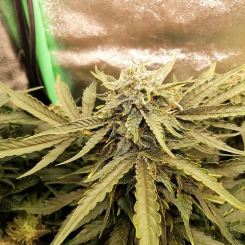 Cinderella growlog timeline photo