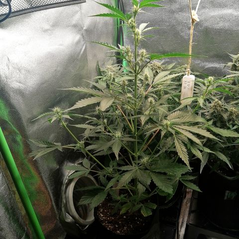 Anna growlog timeline photo
