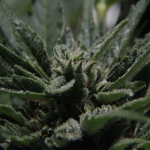 Ida growlog timeline photo