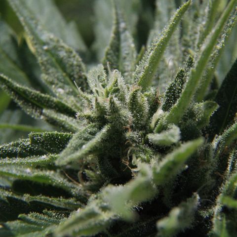 Ida growlog timeline photo