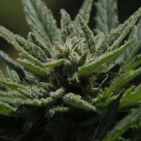 Ida growlog timeline photo