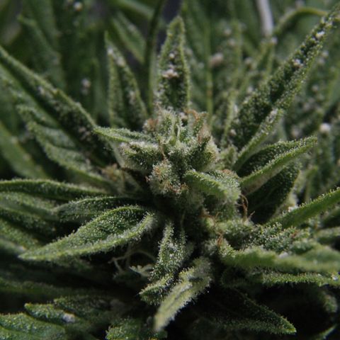 Ida growlog timeline photo