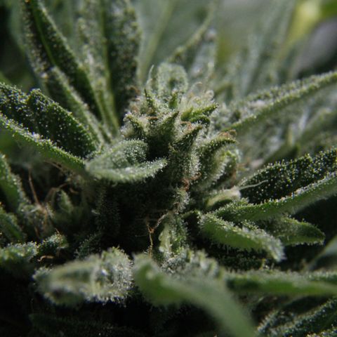 Ida growlog timeline photo