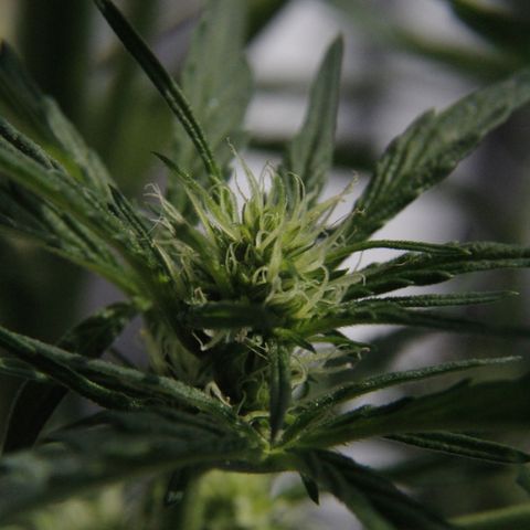 Anna growlog timeline photo