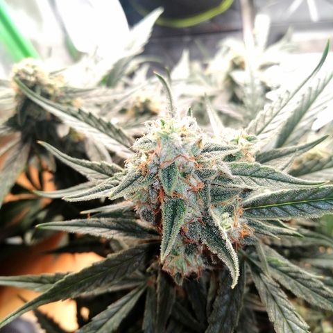 Elli growlog timeline photo