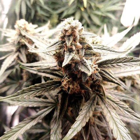 Elli growlog timeline photo