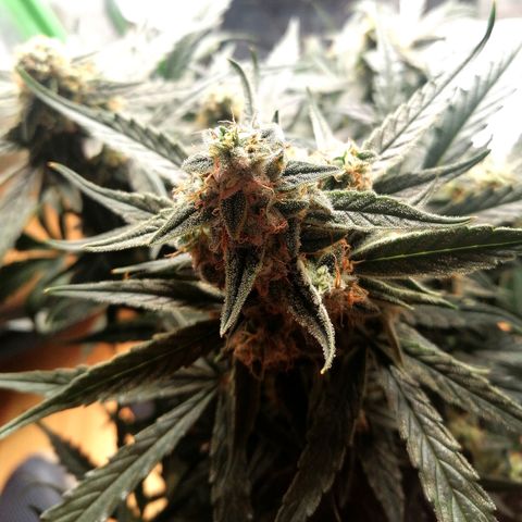 Elli growlog timeline photo