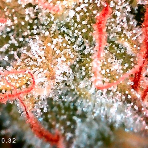 Elli growlog timeline photo