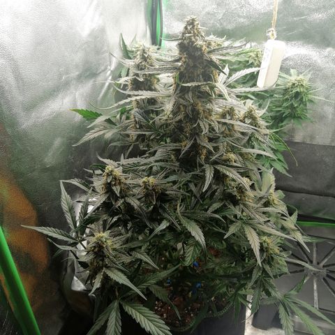 Elli growlog timeline photo