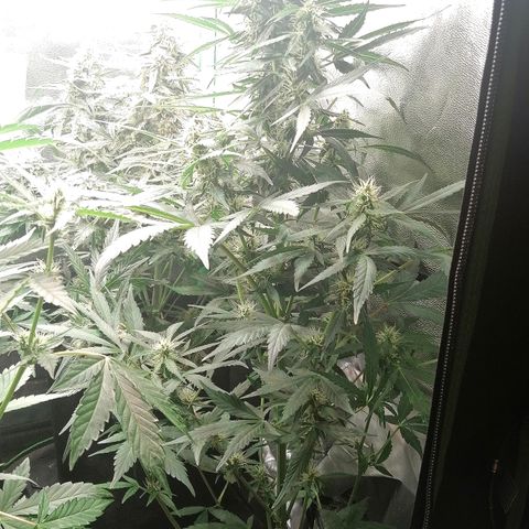 Ute growlog timeline photo